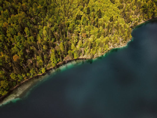 10 spannende Fakten über den Wald - NIKIN EU