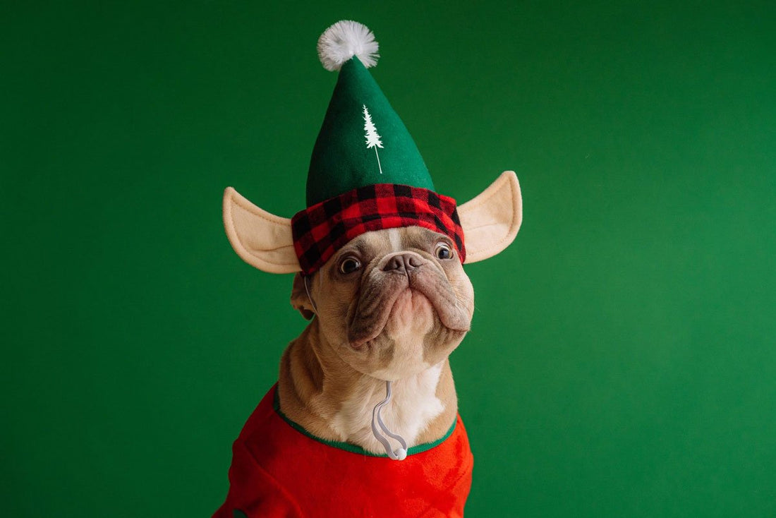 Diese Weihnachtslieder und Christmas Songs wecken Vorfreude - NIKIN EU