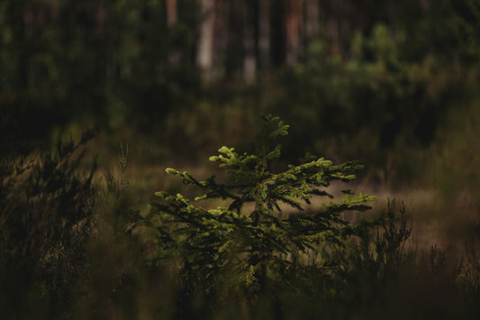 Tiny Forests: Kleine Wälder mit großer Wirkung
