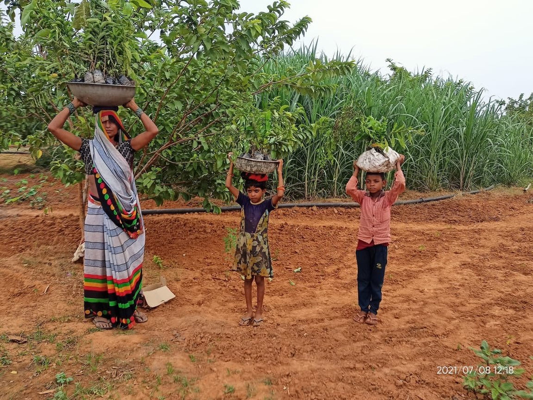 India 2022: fruit trees to fight hunger - NIKIN EU