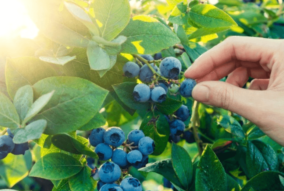 Nahrungsmittel aus der Natur – gesund und gratis - NIKIN EU