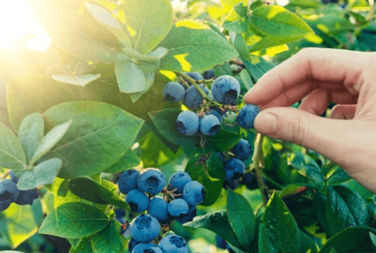 Nahrungsmittel aus der Natur – gesund und gratis - NIKIN EU