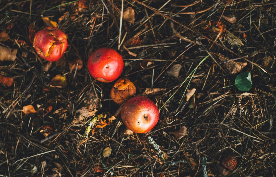 Obstreste wegwerfen in der Natur – darf man das? - NIKIN EU