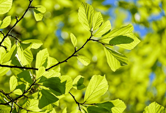 Photosynthese: Unsere Atemluft aus dem Wald - NIKIN EU
