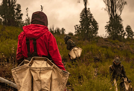 TreePlanting Update Februar: Free Trees for Portugal - NIKIN EU