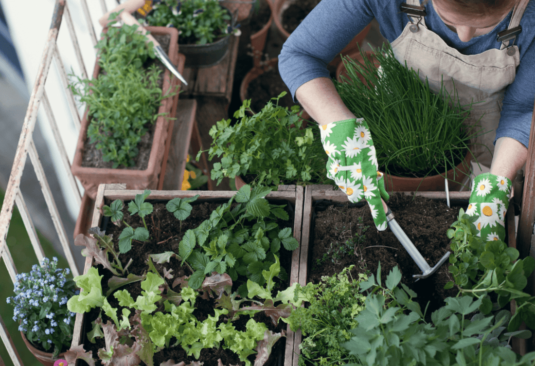 Urban Farming: Städtische Versorgung durch Landwirtschaft in der Stadt - NIKIN EU
